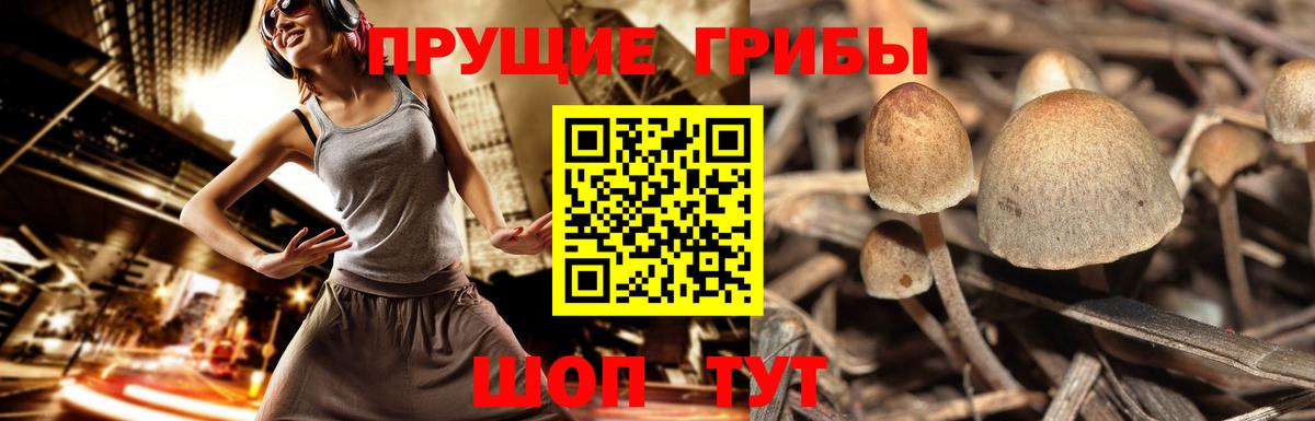 Псилоцибиновые грибы Cubensis  Псилоцибиновые грибы мухоморы  Вход с VPN  Сургут 